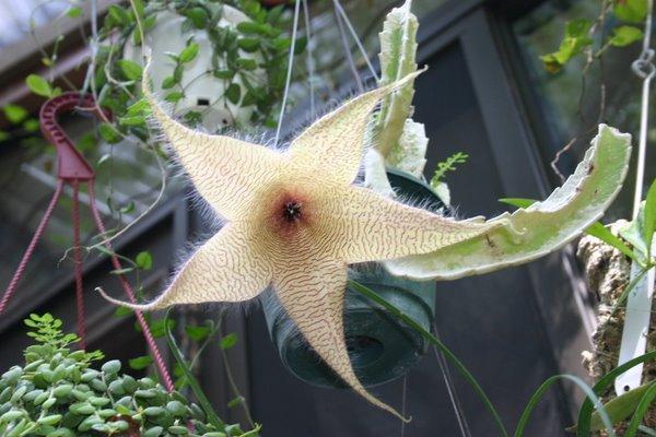 http://www.cloudjungle.com/CloudJungle/Asclepiadaceae/Stapelia/stapelia gigantea.jpg